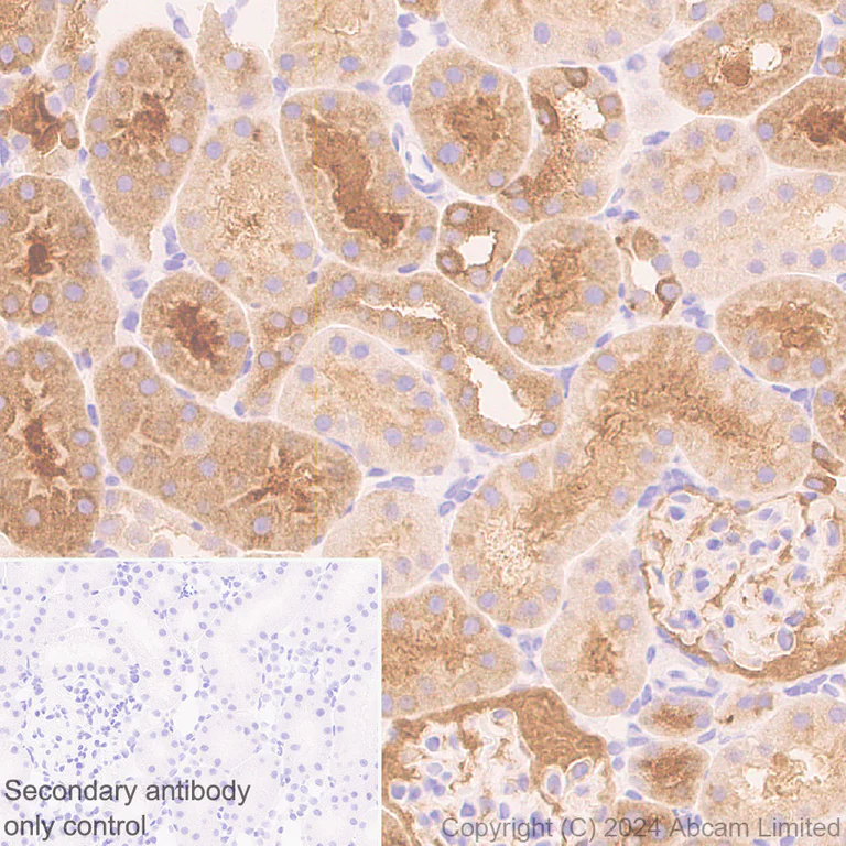 Immunohistochemistry (Formalin/PFA-fixed paraffin-embedded sections) - Anti-ALDH1L1 antibody [RM1230] - Astrocyte Marker (AB321905)