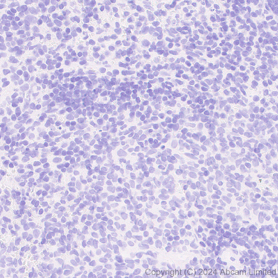 Immunohistochemistry (Formalin/PFA-fixed paraffin-embedded sections) - Anti-ALDH1L1 antibody [RM1230] (ab321905), expandable thumbnail