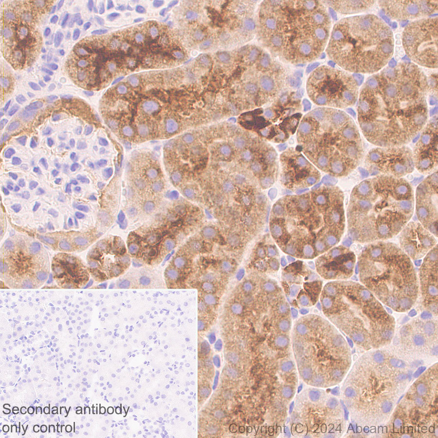 Immunohistochemistry (Formalin/PFA-fixed paraffin-embedded sections) - Anti-ALDH1L1 antibody [RM1230] (ab321905), expandable thumbnail