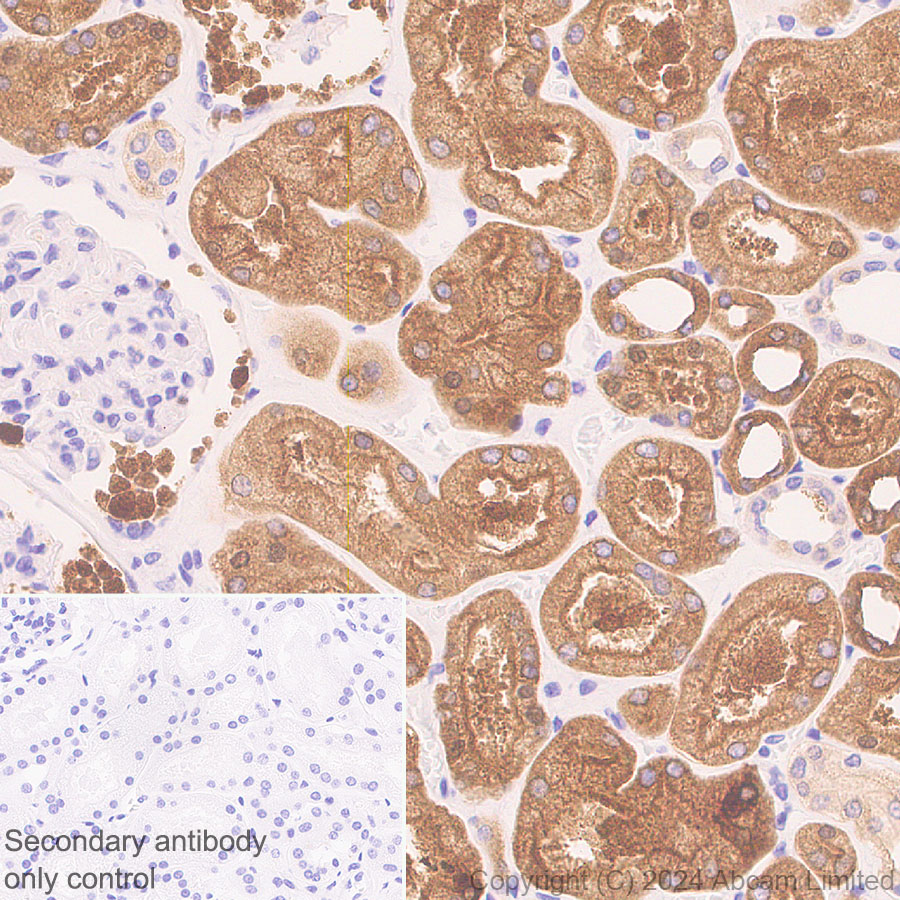 Immunohistochemistry (Formalin/PFA-fixed paraffin-embedded sections) - Anti-ALDH1L1 antibody [RM1230] (ab321905), expandable thumbnail