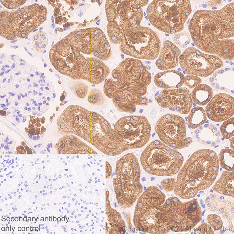 Immunohistochemistry (Formalin/PFA-fixed paraffin-embedded sections) - Anti-ALDH1L1 antibody [RM1230] - Astrocyte Marker (AB321905)