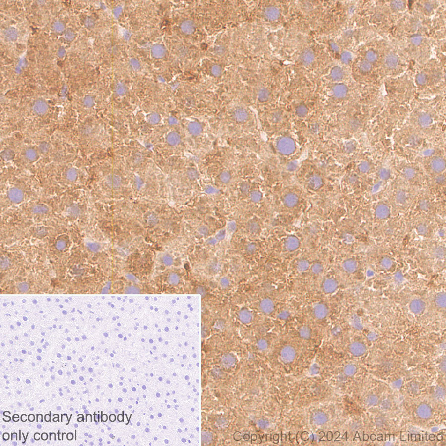 Immunohistochemistry (Formalin/PFA-fixed paraffin-embedded sections) - Anti-ALDH1L1 antibody [RM1230] (ab321905), expandable thumbnail