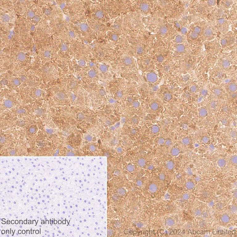 Immunohistochemistry (Formalin/PFA-fixed paraffin-embedded sections) - Anti-ALDH1L1 antibody [RM1230] - Astrocyte Marker (AB321905)
