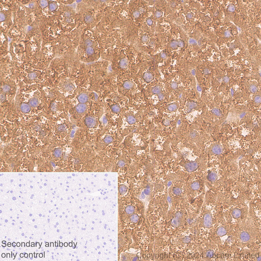 Immunohistochemistry (Formalin/PFA-fixed paraffin-embedded sections) - Anti-ALDH1L1 antibody [RM1230] (ab321905), expandable thumbnail