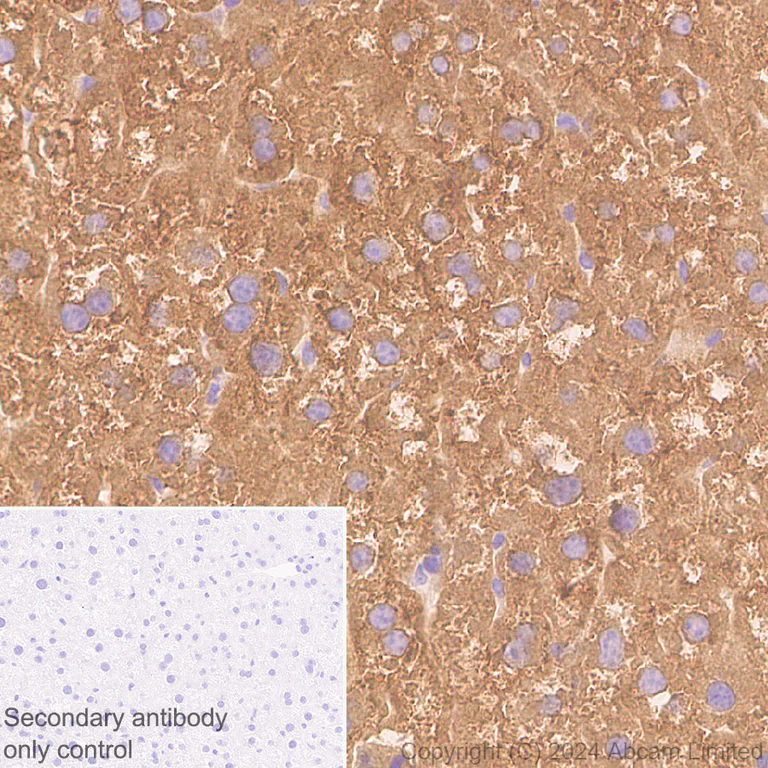 Immunohistochemistry (Formalin/PFA-fixed paraffin-embedded sections) - Anti-ALDH1L1 antibody [RM1230] - Astrocyte Marker (AB321905)