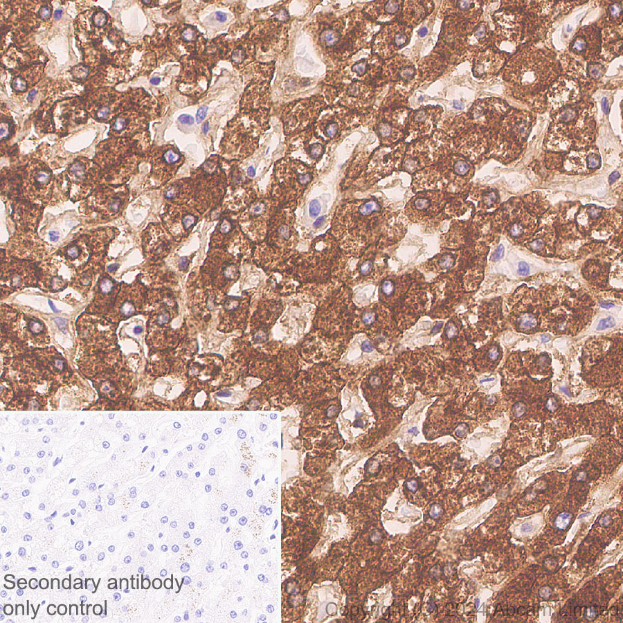 Immunohistochemistry (Formalin/PFA-fixed paraffin-embedded sections) - Anti-ALDH1L1 antibody [RM1230] (ab321905), expandable thumbnail