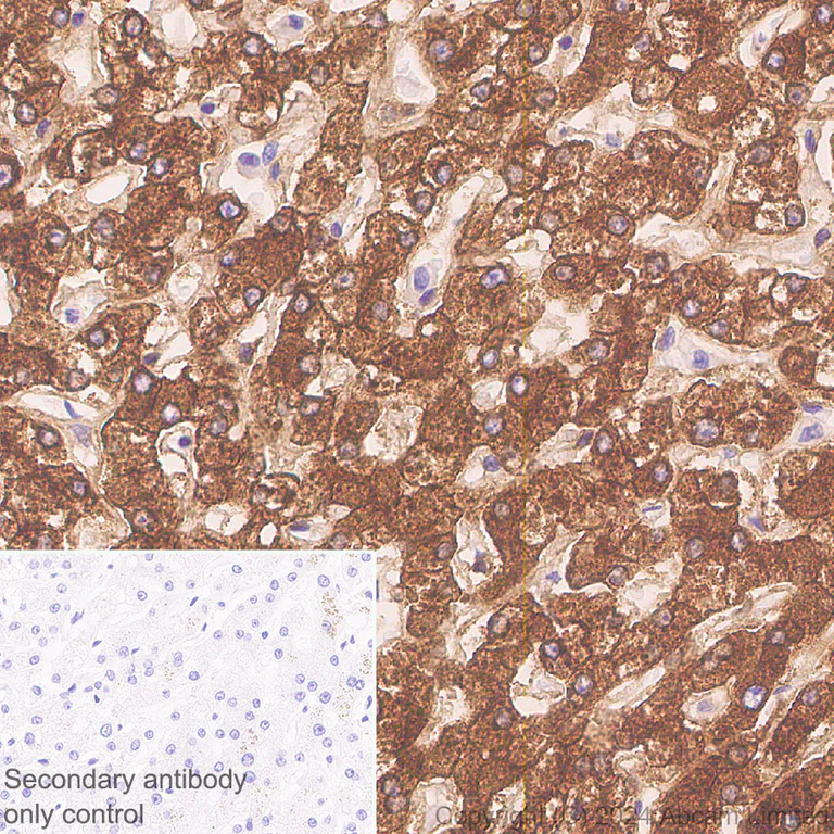 Immunohistochemistry (Formalin/PFA-fixed paraffin-embedded sections) - Anti-ALDH1L1 antibody [RM1230] - Astrocyte Marker (AB321905)
