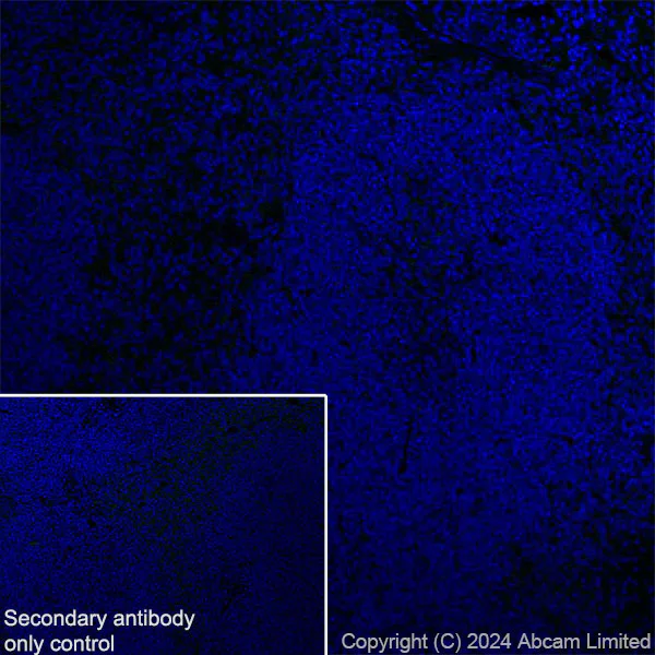 Immunohistochemistry (Frozen sections) - Anti-ALDH1L1 antibody [RM1230] - Astrocyte Marker (AB321905)