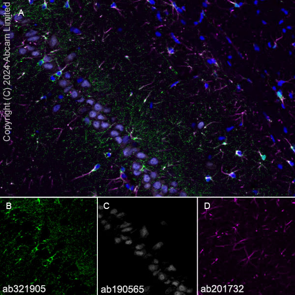 Immunohistochemistry (Frozen sections) - Anti-ALDH1L1 antibody [RM1230] (ab321905), expandable thumbnail