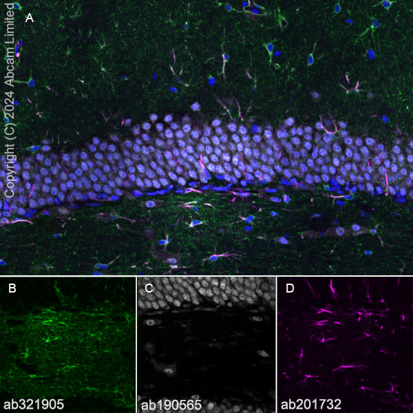 Immunohistochemistry (Frozen sections) - Anti-ALDH1L1 antibody [RM1230] (ab321905), expandable thumbnail