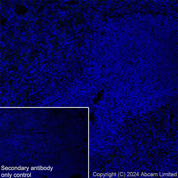 Immunohistochemistry (Frozen sections) - Anti-ALDH1L1 antibody [RM1230] - Astrocyte Marker (AB321905)