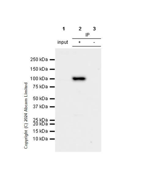 Immunoprecipitation - Anti-ALDH1L1 antibody [RM1230] - Astrocyte Marker (AB321905)