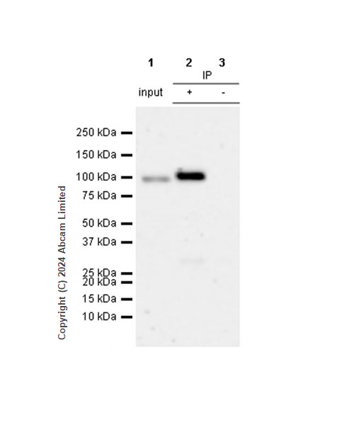 Immunoprecipitation - Anti-ALDH1L1 antibody [RM1230] - Astrocyte Marker (AB321905), expandable thumbnail