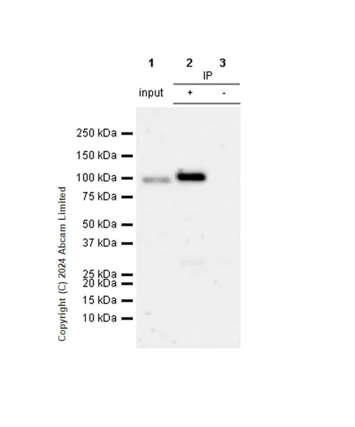 Immunoprecipitation - Anti-ALDH1L1 antibody [RM1230] - Astrocyte Marker (AB321905)