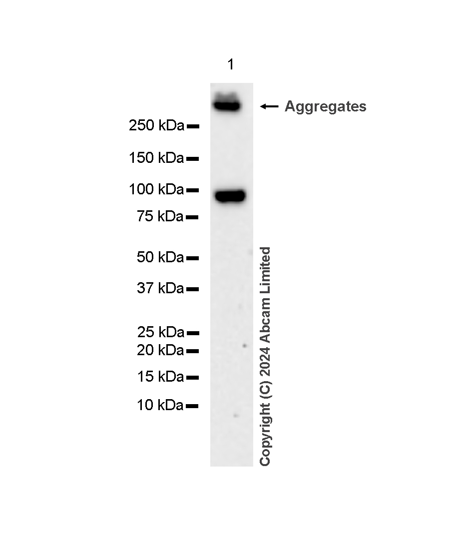 Western blot - Anti-ALDH1L1 antibody [RM1230] - Astrocyte Marker (AB321905), expandable thumbnail