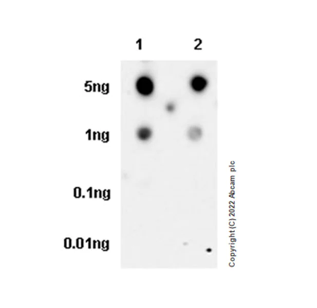 Dot Blot - Anti-ALDH1L1+ALDH1L2 antibody [EPR25443-54] - Astrocyte Marker (AB300509)