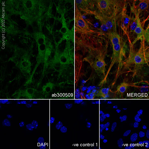 Immunocytochemistry/ Immunofluorescence - Anti-ALDH1L1+ALDH1L2 antibody [EPR25443-54] - Astrocyte Marker (AB300509)