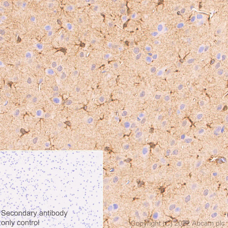 Immunohistochemistry (Formalin/PFA-fixed paraffin-embedded sections) - Anti-ALDH1L1+ALDH1L2 antibody [EPR25443-54] - Astrocyte Marker (AB300509)