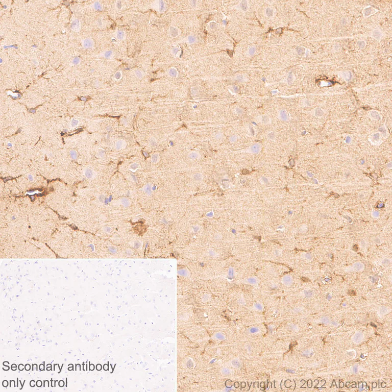 Immunohistochemistry (Formalin/PFA-fixed paraffin-embedded sections) - Anti-ALDH1L1+ALDH1L2 antibody [EPR25443-54] - Astrocyte Marker (AB300509)