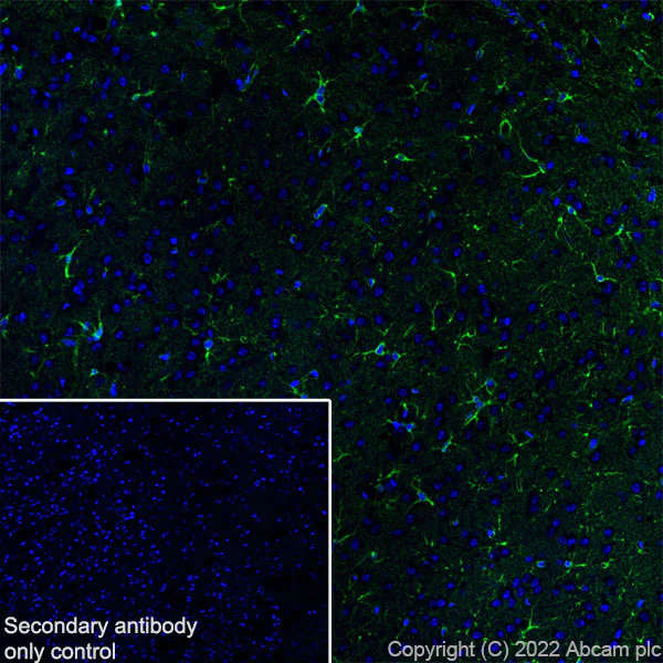 Immunohistochemistry (Frozen sections) - Anti-ALDH1L1+ALDH1L2 antibody [EPR25443-54] - Astrocyte Marker (AB300509)