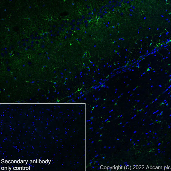 Immunohistochemistry (Frozen sections) - Anti-ALDH1L1+ALDH1L2 antibody [EPR25443-54] - Astrocyte Marker (AB300509)