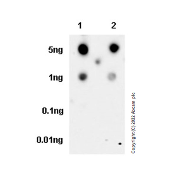 Dot Blot - Anti-ALDH1L1+ALDH1L2 antibody [EPR25443-54] - BSA and Azide free (AB300510), expandable thumbnail