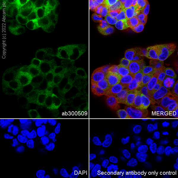 Immunocytochemistry/ Immunofluorescence - Anti-ALDH1L1+ALDH1L2 antibody [EPR25443-54] - BSA and Azide free (ab300510), expandable thumbnail