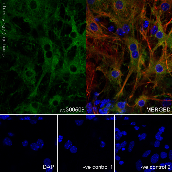 Immunocytochemistry/ Immunofluorescence - Anti-ALDH1L1+ALDH1L2 antibody [EPR25443-54] - BSA and Azide free (ab300510), expandable thumbnail