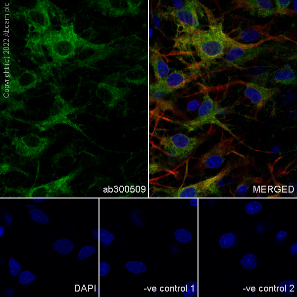Immunocytochemistry/ Immunofluorescence - Anti-ALDH1L1+ALDH1L2 antibody [EPR25443-54] - BSA and Azide free (ab300510), expandable thumbnail
