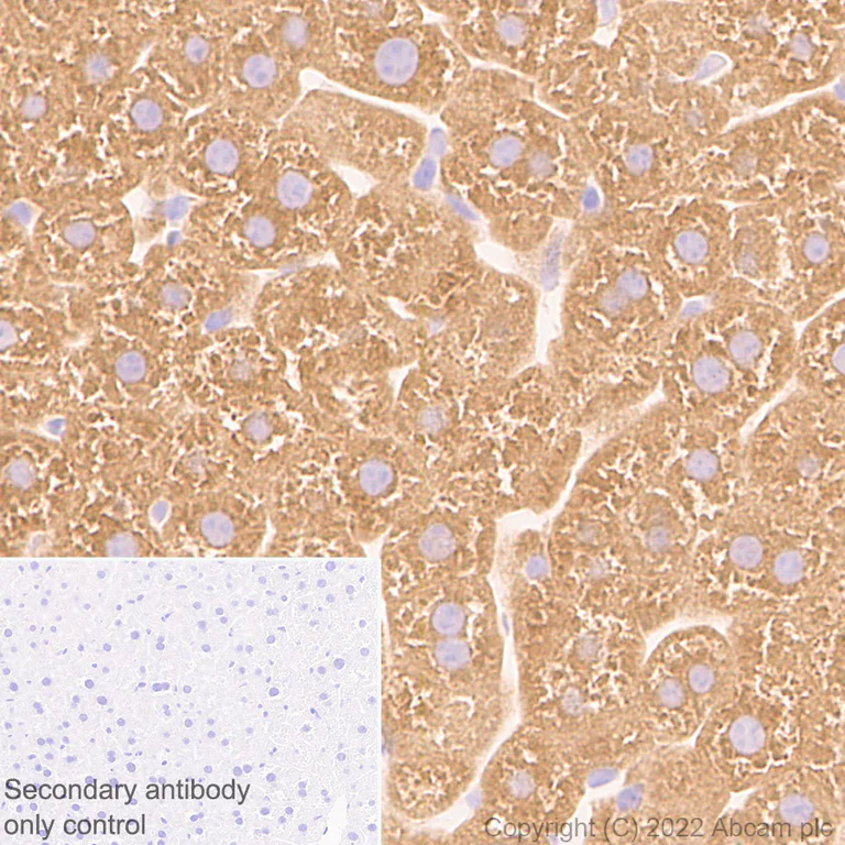 Immunohistochemistry (Formalin/PFA-fixed paraffin-embedded sections) - Anti-ALDH1L1+ALDH1L2 antibody [EPR25443-54] - BSA and Azide free (AB300510)