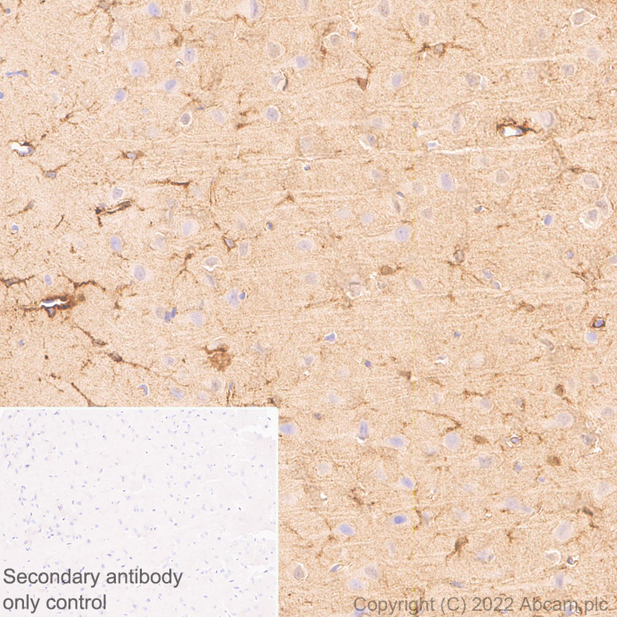 Immunohistochemistry (Formalin/PFA-fixed paraffin-embedded sections) - Anti-ALDH1L1+ALDH1L2 antibody [EPR25443-54] - BSA and Azide free (ab300510), expandable thumbnail