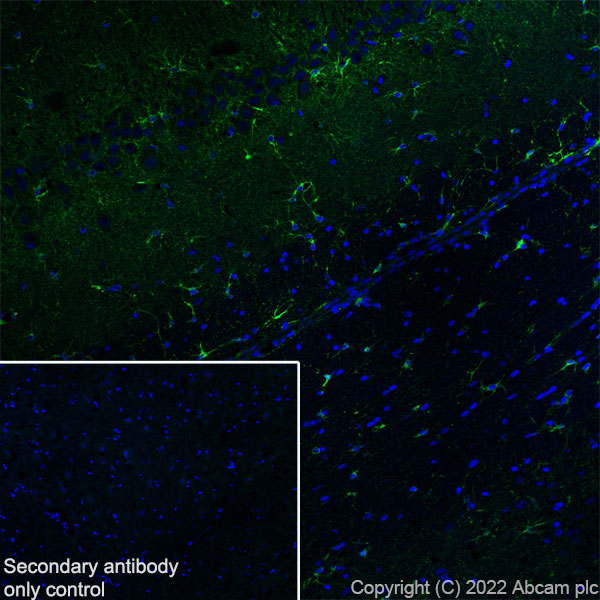 Immunohistochemistry (Frozen sections) - Anti-ALDH1L1+ALDH1L2 antibody [EPR25443-54] - BSA and Azide free (ab300510), expandable thumbnail