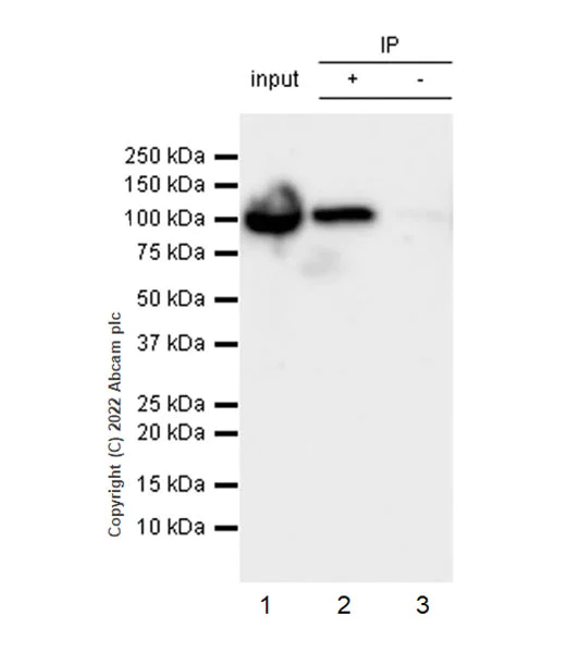 Immunoprecipitation - Anti-ALDH1L1+ALDH1L2 antibody [EPR25443-54] - BSA and Azide free (AB300510)