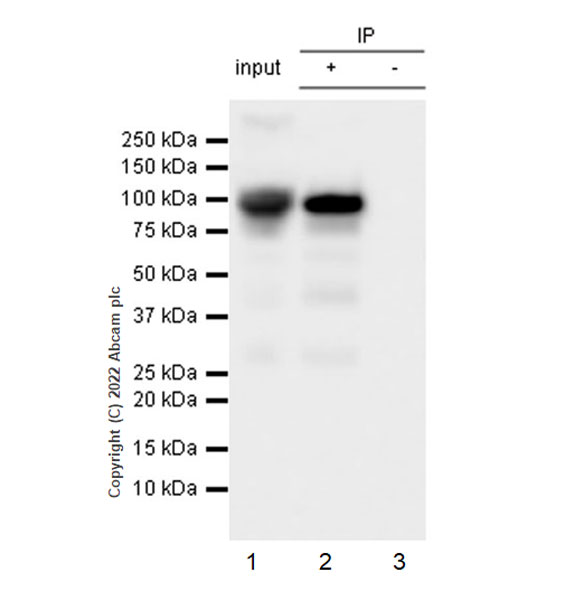 Immunoprecipitation - Anti-ALDH1L1+ALDH1L2 antibody [EPR25443-54] - BSA and Azide free (AB300510), expandable thumbnail