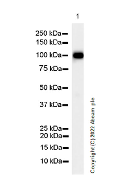Western blot - Anti-ALDH1L1+ALDH1L2 antibody [EPR25443-54] - BSA and Azide free (AB300510), expandable thumbnail