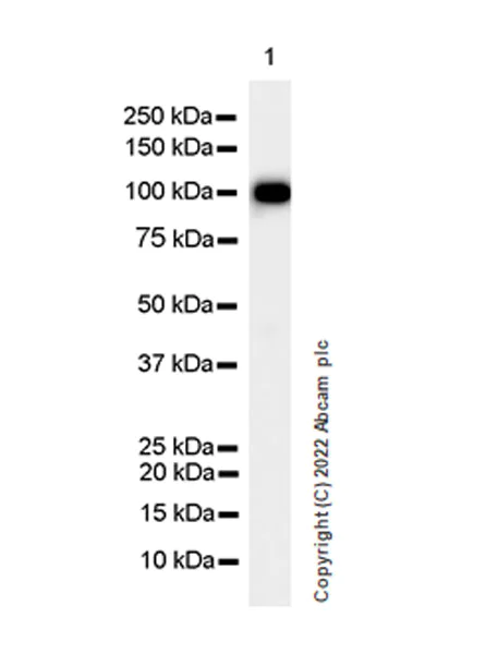 Western blot - Anti-ALDH1L1+ALDH1L2 antibody [EPR25443-54] - BSA and Azide free (AB300510)