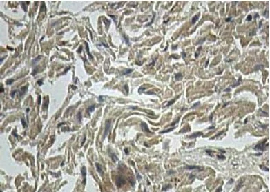 Immunohistochemistry (Formalin/PFA-fixed paraffin-embedded sections) - Anti-ALDH1L2 antibody (AB113496)