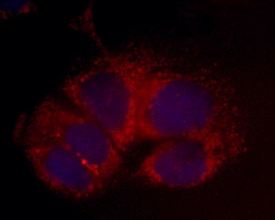 Immunocytochemistry/ Immunofluorescence - Anti-ALDH2 antibody [9A10AF10] (AB110311)