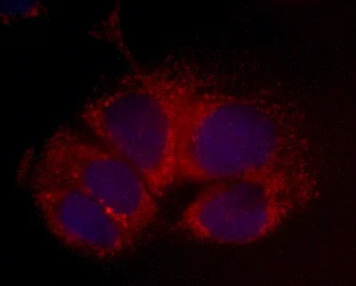 Immunocytochemistry/ Immunofluorescence - Anti-ALDH2 antibody [9A10AF10] (AB110311)