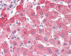 Immunohistochemistry (Formalin/PFA-fixed paraffin-embedded sections) - Anti-ALDH2 antibody (AB115198)