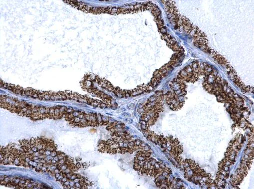 Immunohistochemistry (Formalin/PFA-fixed paraffin-embedded sections) - Anti-ALDH2 antibody (AB227021)
