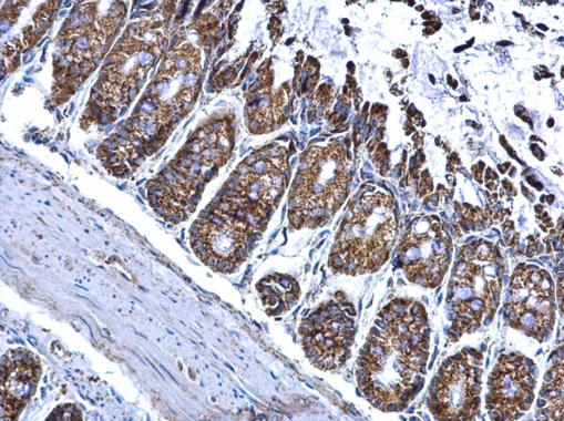 Immunohistochemistry (Formalin/PFA-fixed paraffin-embedded sections) - Anti-ALDH2 antibody (AB227021), expandable thumbnail