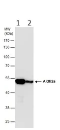 Western blot - Anti-ALDH2 antibody (AB227021)