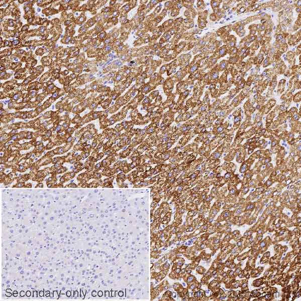 Immunohistochemistry (Formalin/PFA-fixed paraffin-embedded sections) - Anti-ALDH2 antibody [EPR28021A-5] (AB326874)