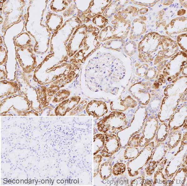 Immunohistochemistry (Formalin/PFA-fixed paraffin-embedded sections) - Anti-ALDH2 antibody [EPR28021A-5] (AB326874)