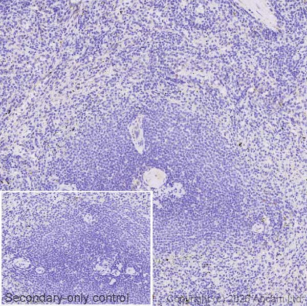 Immunohistochemistry (Formalin/PFA-fixed paraffin-embedded sections) - Anti-ALDH2 antibody [EPR28021A-5] (AB326874)