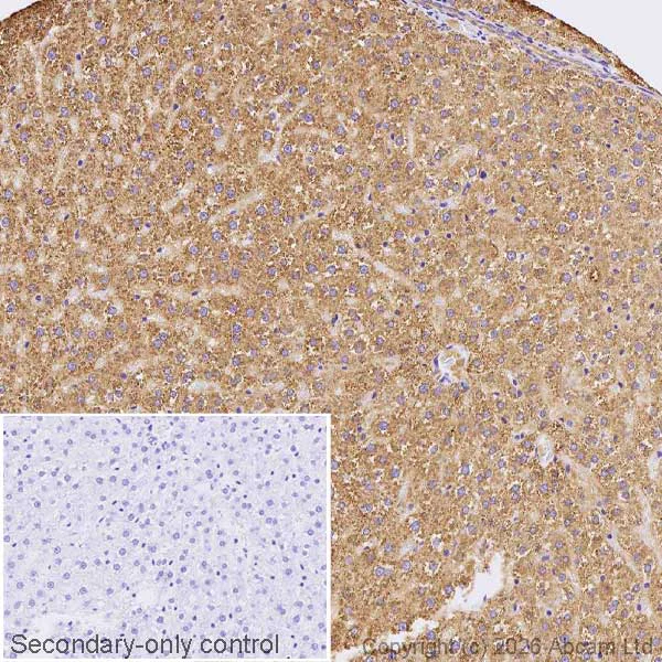 Immunohistochemistry (Formalin/PFA-fixed paraffin-embedded sections) - Anti-ALDH2 antibody [EPR28021A-5] (AB326874)