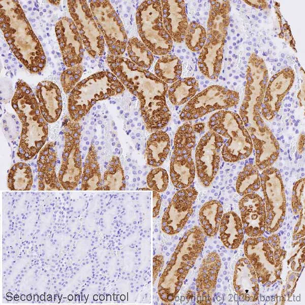 Immunohistochemistry (Formalin/PFA-fixed paraffin-embedded sections) - Anti-ALDH2 antibody [EPR28021A-5] (AB326874)