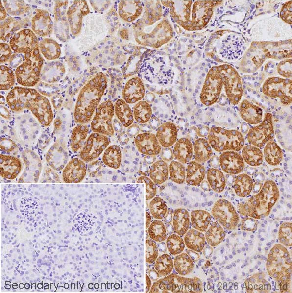 Immunohistochemistry (Formalin/PFA-fixed paraffin-embedded sections) - Anti-ALDH2 antibody [EPR28021A-5] (AB326874)