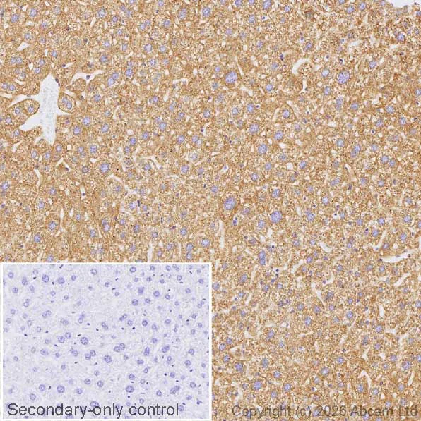Immunohistochemistry (Formalin/PFA-fixed paraffin-embedded sections) - Anti-ALDH2 antibody [EPR28021A-5] (AB326874)